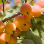 Fruit? (A Mark Driscoll Post)